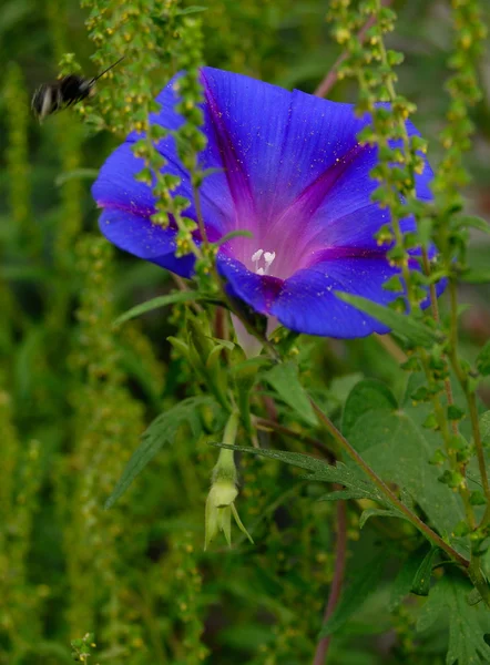 Morning glory — Stock Photo, Image