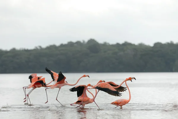 Flamingos maiores Fotografias De Stock Royalty-Free