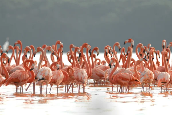 Flamingos maiores Imagens Royalty-Free