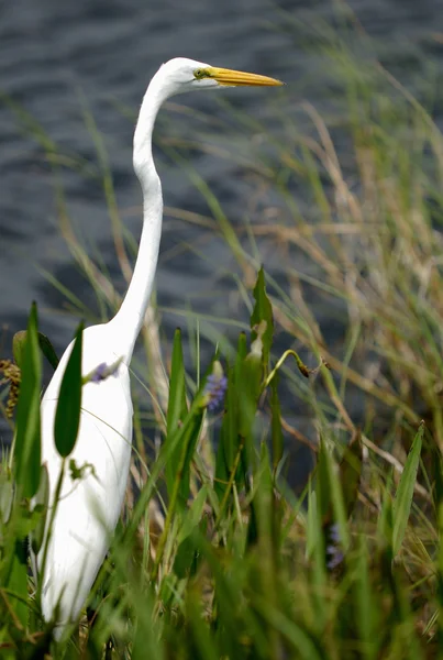 Great egret — Stock Photo, Image