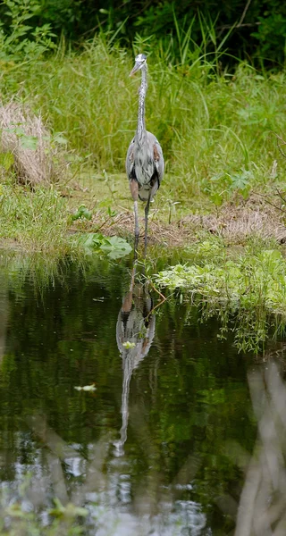 Blaureiher — Stockfoto