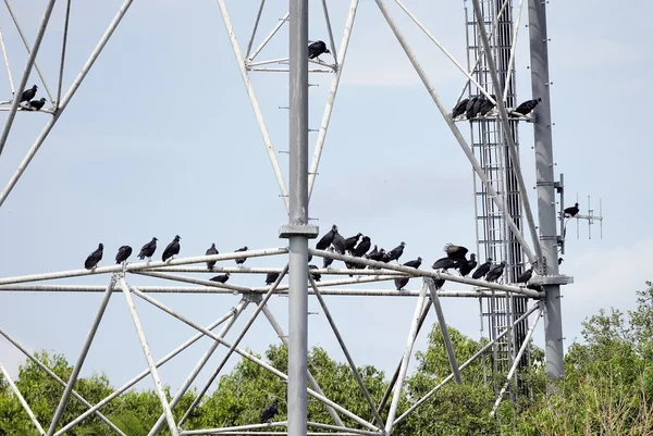 黑兀鹫 — 图库照片
