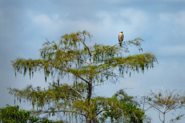 Kırmızı omuzlu Şahin