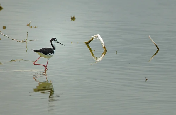 Stilt de cuello negro — Foto de Stock