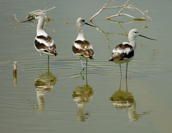 Avocet americano — Foto Stock