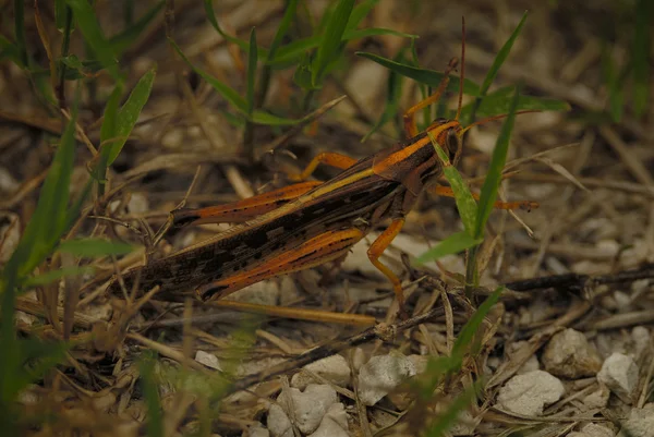 Červená legged locust — Stock fotografie