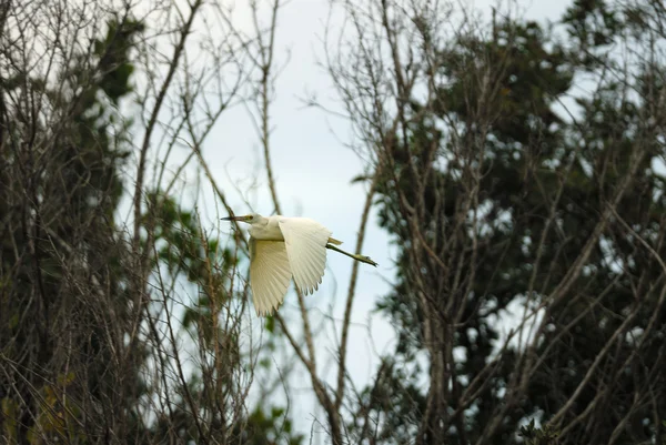 Grand Héron Bleu — Photo