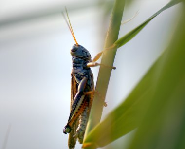 Güneydoğu lubber çekirge