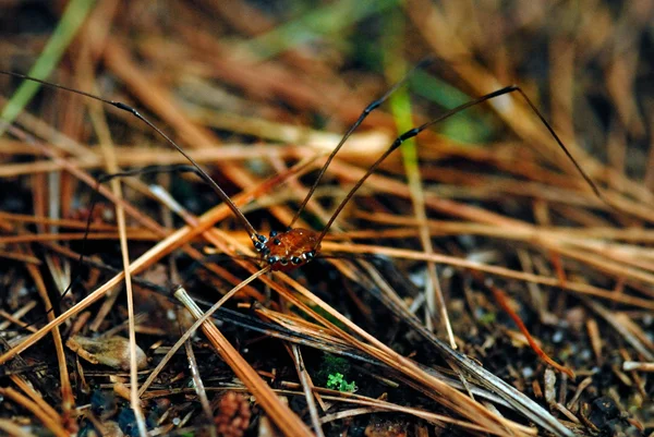 Aranha-papai-pernas-longas — Fotografia de Stock