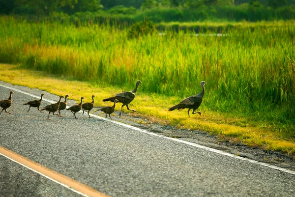 Familia de pavos silvestres — Foto de Stock