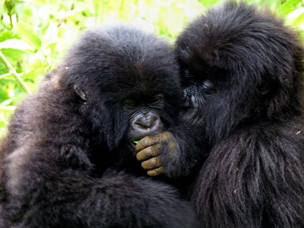 Dağ gorilleri — Stok fotoğraf