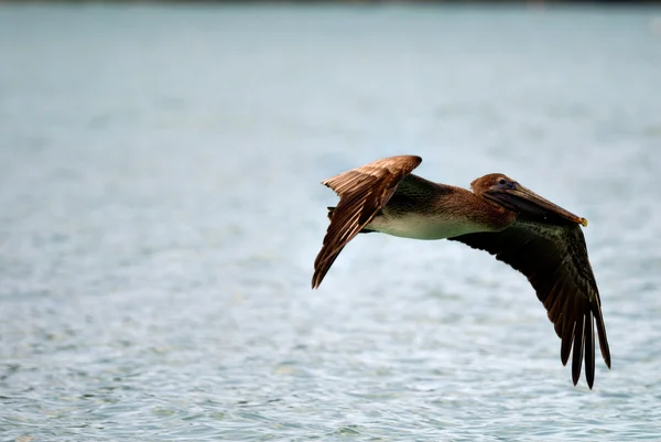 Pélica castanha — Fotografia de Stock