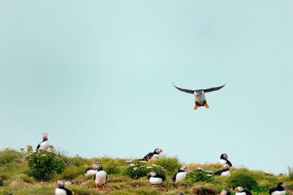 Papagaios-do-mar — Fotografia de Stock