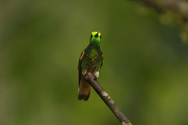 Buff-tailed coronet hummingbird — Stock Photo, Image