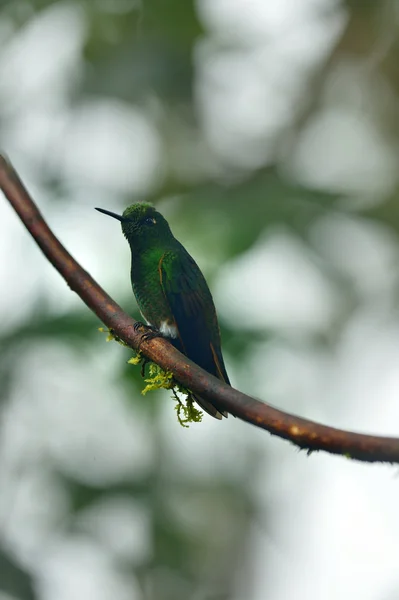 Colibrí de la corona de cola de buff —  Fotos de Stock