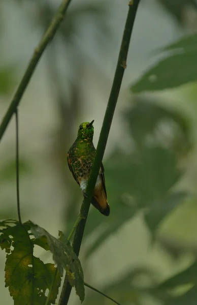 Buff-tailed coronet hummingbird — Stockfoto