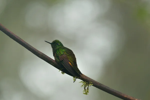 Buff-tailed coronet hummingbird — Stockfoto
