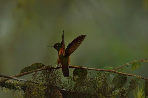 Buff-tailed coronet hummingbird — Stock Photo, Image