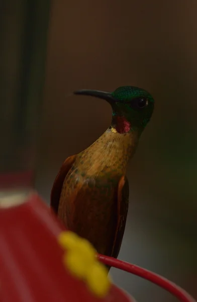 Fawn-breasted brillian hummingbird — Stock Photo, Image