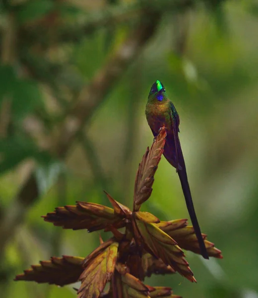 紫尾空气精灵蜂鸟 — 图库照片