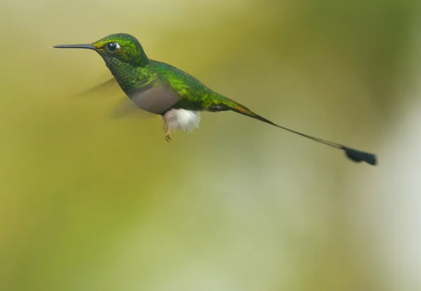 Booted Racket-tail hummingbird — Stock Photo, Image