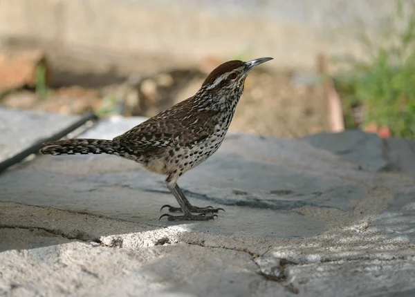 Cactus wren fêmea Fotos De Bancos De Imagens Sem Royalties