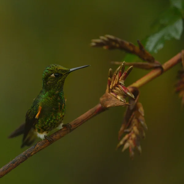 Buff-tailed coronet — Stock Photo, Image