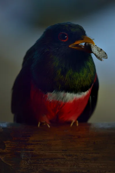 Maskované Trogon v přírodě — Stock fotografie