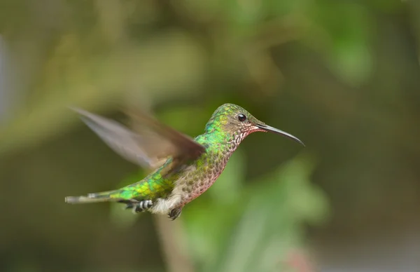 Hummingbird κάλυκα βιολετί — Φωτογραφία Αρχείου