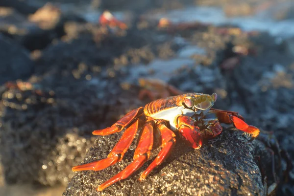 Sally Lightfoot Crab — Stock Photo, Image