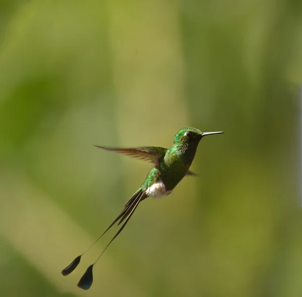 Booted Racket-tail — Stock Photo, Image