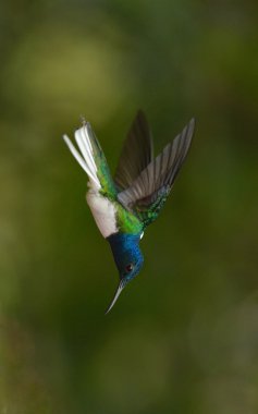 Beyaz yakalı Jacobin sinek kuşu