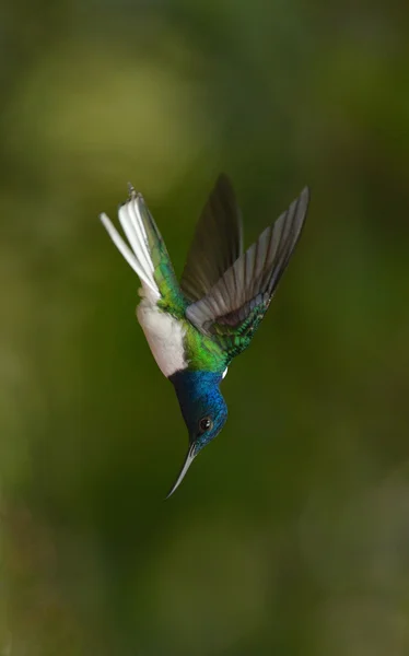 Vit hals jakobinska hummingbird — Stockfoto