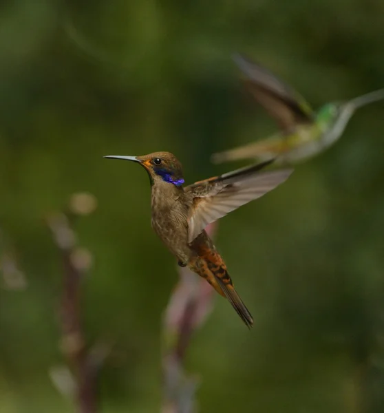 Colibrí violeta marrón — Foto de Stock