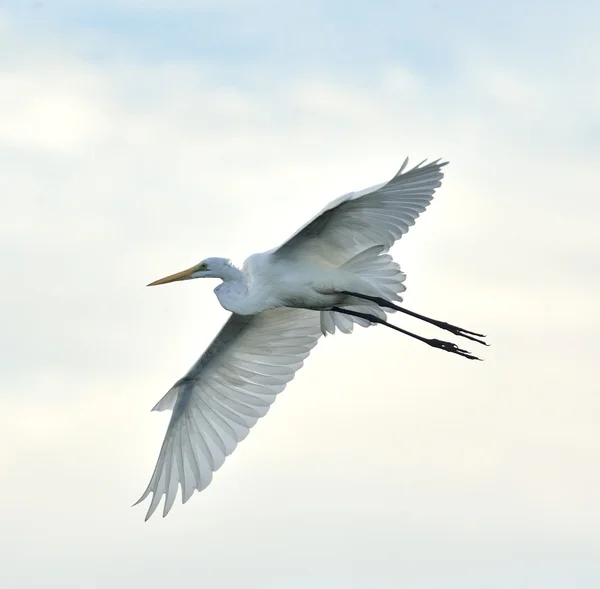 Grande egret — Fotografia de Stock