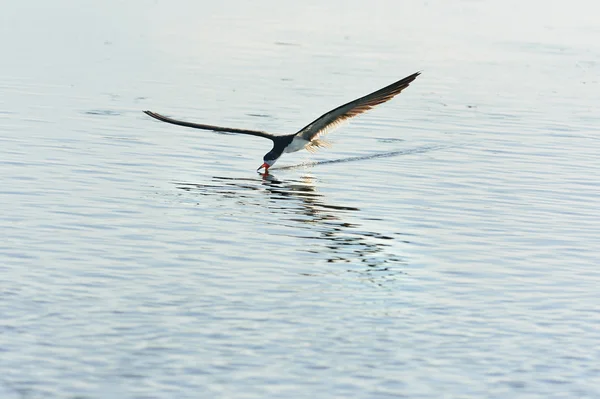 Skimmer negro — Foto de Stock