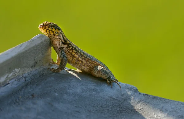 Curly tail lizard — Stock Photo, Image