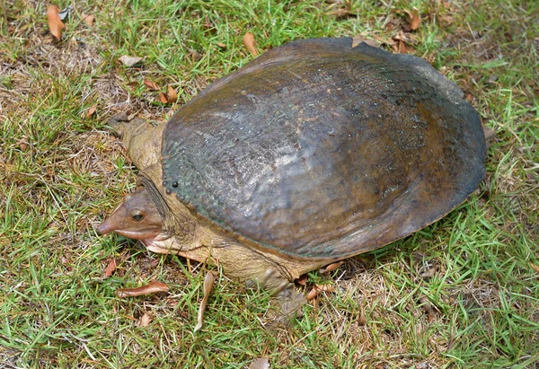 Florida soft shell turtle — Stock Photo, Image