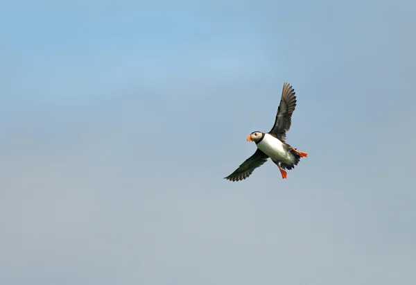 Lunnefågel — Stockfoto