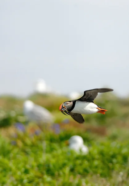 Puffin with fishes — Stock Photo, Image