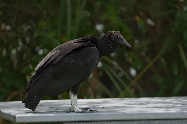 Vautour noir en FL — Photo