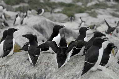 Alaska'da razorbills