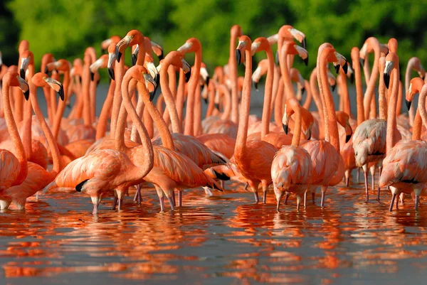 Større flamingoer i Mexico - Stock-foto