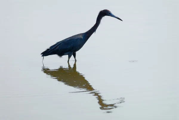 Little blue heron — Stock Photo, Image