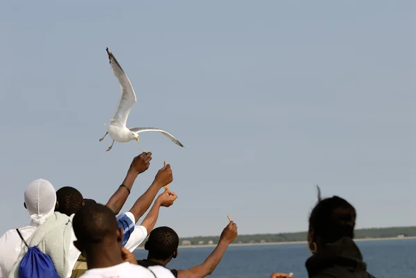 Feeding the bird — Stock Photo, Image