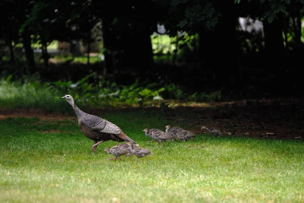 Pavo salvaje — Foto de Stock