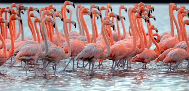 Büyük Flamingo sürüsü