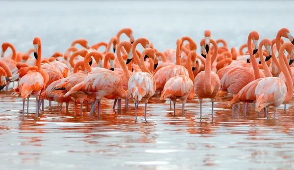 Større flamingoer - Stock-foto