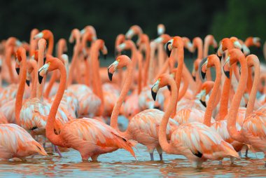 büyük Flamingo