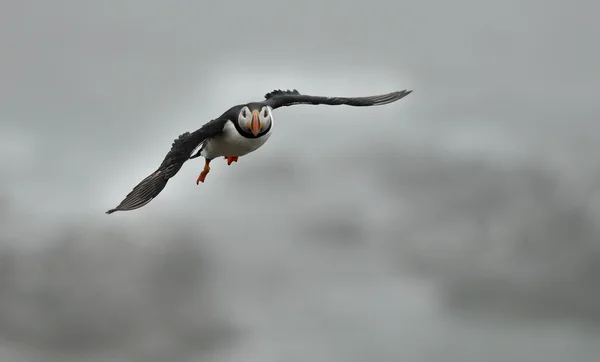 Lunnefågel flygande i Newfoundland island Stockfoto